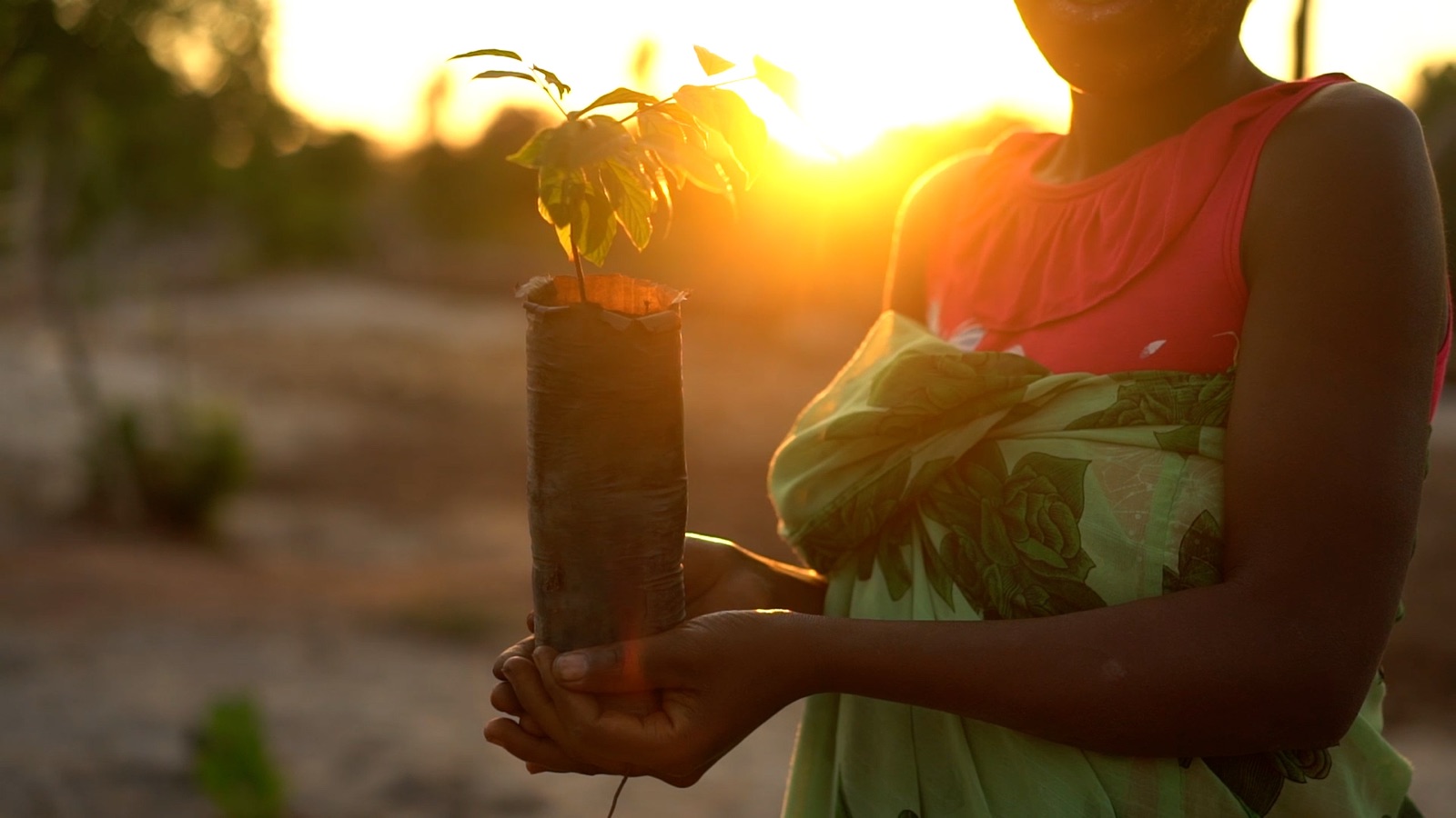 Hands holding a seedling at sunset, a frame from the Veritree film